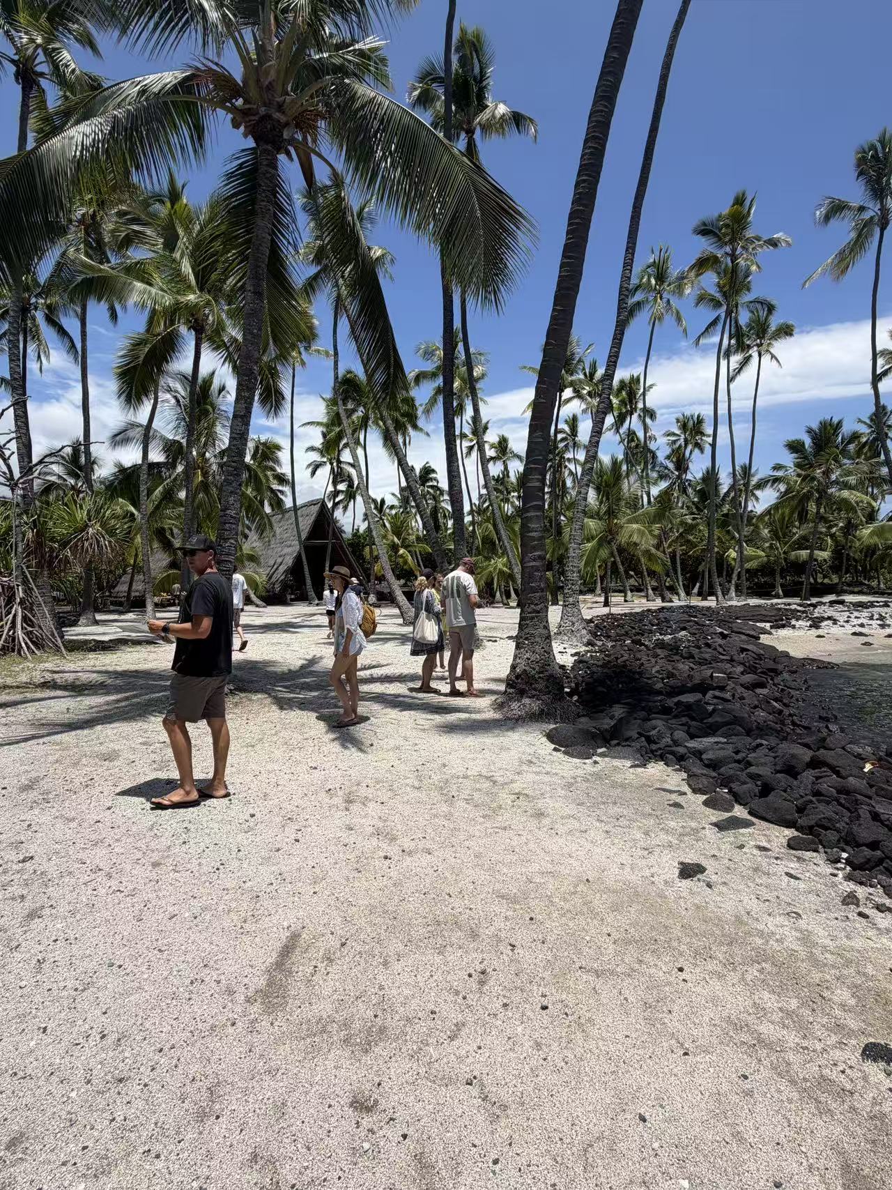 Guests walking through a coconut grove near the coast
