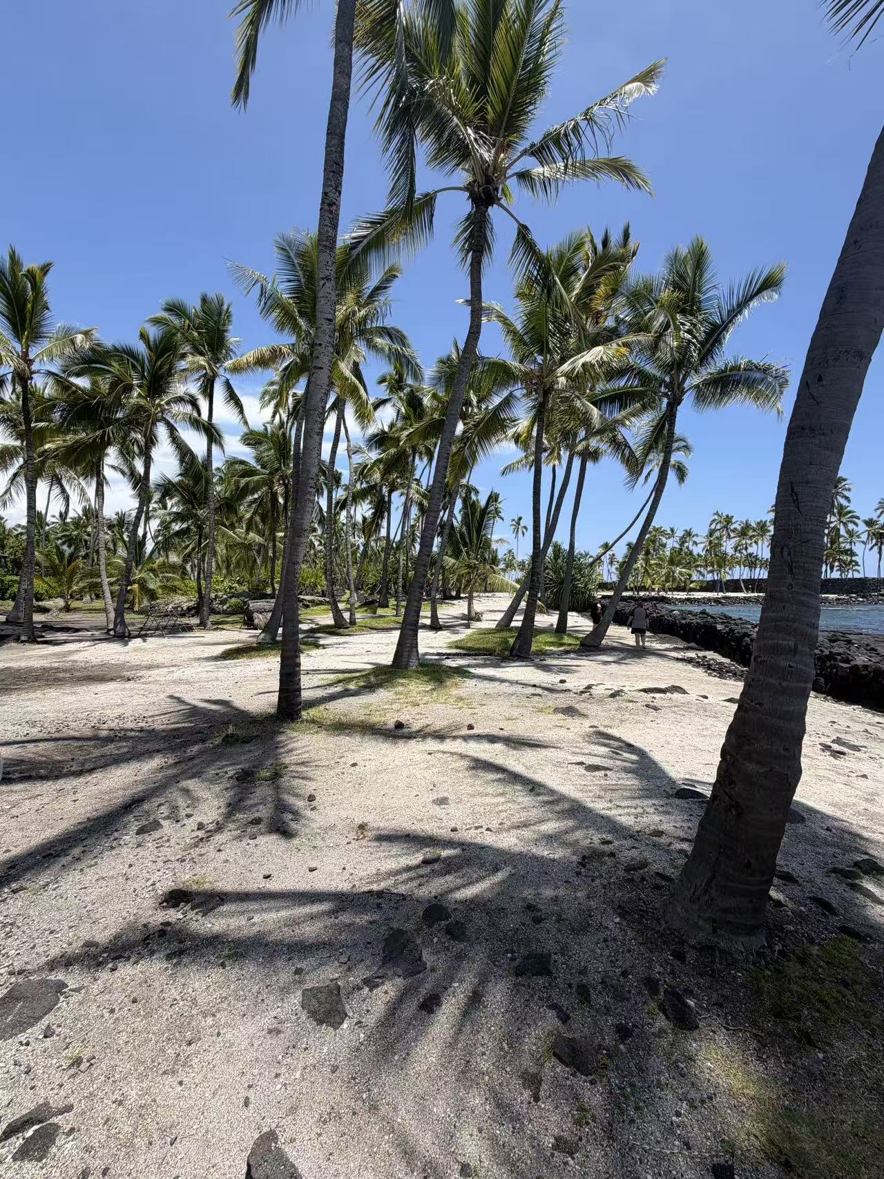 Quiet coconut palm grove beside the ocean