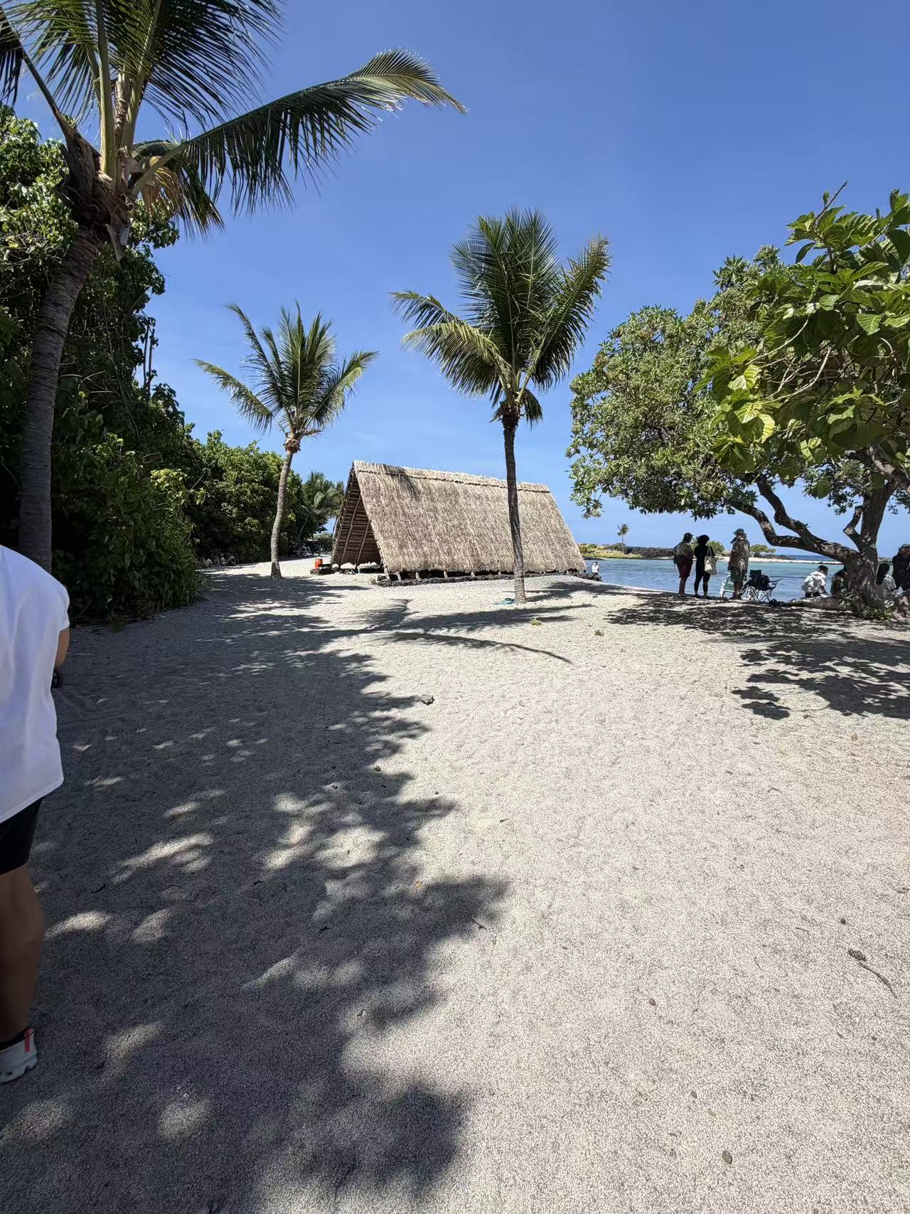 Sunny turtle beach with palms and a shaded hut